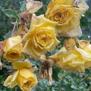 Meet your Posher, Cecilia